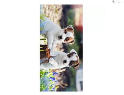 C:\Users\Lucija\Desktop\Dog Springtime ručnik za plažu 70×140 cm.jpg